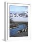 Antarctica, South Georgia Island. St. Andrew's Bay, King Penguins in mountain landscape.-Hollice Looney-Framed Photographic Print