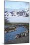 Antarctica, South Georgia Island. St. Andrew's Bay, King Penguins in mountain landscape.-Hollice Looney-Mounted Photographic Print