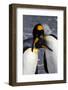 Antarctica, South Georgia Island. St. Andrew's Bay, pair of King Penguins-Hollice Looney-Framed Photographic Print