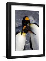 Antarctica, South Georgia Island. St. Andrew's Bay, pair of King Penguins-Hollice Looney-Framed Photographic Print