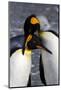 Antarctica, South Georgia Island. St. Andrew's Bay, pair of King Penguins-Hollice Looney-Mounted Photographic Print