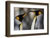 Antarctica, South Georgia, King penguin pair-George Theodore-Framed Photographic Print