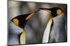 Antarctica, South Georgia, King penguin pair-George Theodore-Mounted Photographic Print