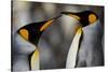 Antarctica, South Georgia, King penguin pair-George Theodore-Stretched Canvas