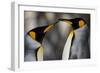 Antarctica, South Georgia, King penguin pair-George Theodore-Framed Photographic Print