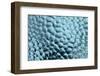 Antarctica, Southern Ocean, South Orkney Islands. Ice detail.-Cindy Miller Hopkins-Framed Photographic Print