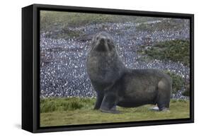 Antarctica, St. George Island. Fur seal close-up and thousands of king penguins in background.-Jaynes Gallery-Framed Stretched Canvas