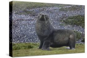 Antarctica, St. George Island. Fur seal close-up and thousands of king penguins in background.-Jaynes Gallery-Stretched Canvas