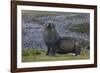 Antarctica, St. George Island. Fur seal close-up and thousands of king penguins in background.-Jaynes Gallery-Framed Photographic Print