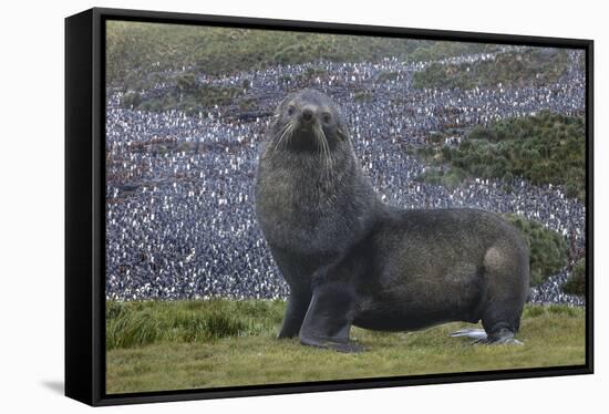 Antarctica, St. George Island. Fur seal close-up and thousands of king penguins in background.-Jaynes Gallery-Framed Stretched Canvas