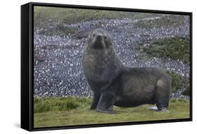 Antarctica, St. George Island. Fur seal close-up and thousands of king penguins in background.-Jaynes Gallery-Framed Stretched Canvas