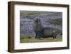 Antarctica, St. George Island. Fur seal close-up and thousands of king penguins in background.-Jaynes Gallery-Framed Photographic Print