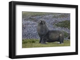 Antarctica, St. George Island. Fur seal close-up and thousands of king penguins in background.-Jaynes Gallery-Framed Photographic Print