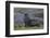 Antarctica, St. George Island. Fur seal close-up and thousands of king penguins in background.-Jaynes Gallery-Framed Photographic Print