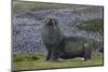 Antarctica, St. George Island. Fur seal close-up and thousands of king penguins in background.-Jaynes Gallery-Mounted Photographic Print