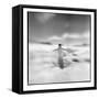 Antarctica, Torgerson Island, Adelie Penguin standing on snow.-Paul Souders-Framed Stretched Canvas