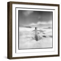 Antarctica, Torgerson Island, Adelie Penguin standing on snow.-Paul Souders-Framed Photographic Print