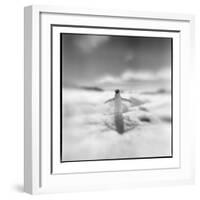 Antarctica, Torgerson Island, Adelie Penguin standing on snow.-Paul Souders-Framed Photographic Print