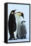 Antarctica Weddel Sea Atka Bay Emperor Penguin Family-Nosnibor137-Framed Stretched Canvas