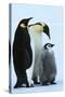 Antarctica Weddel Sea Atka Bay Emperor Penguin Family-Nosnibor137-Stretched Canvas