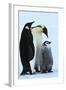 Antarctica Weddel Sea Atka Bay Emperor Penguin Family-Nosnibor137-Framed Photographic Print