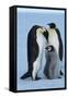 Antarctica, Weddel Sea, Atka Bay, Emperor Penguin Family-moodboard-Framed Stretched Canvas