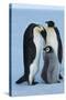 Antarctica, Weddel Sea, Atka Bay, Emperor Penguin Family-moodboard-Stretched Canvas