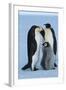 Antarctica, Weddel Sea, Atka Bay, Emperor Penguin Family-moodboard-Framed Photographic Print