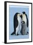 Antarctica, Weddel Sea, Atka Bay, Emperor Penguin Family-moodboard-Framed Photographic Print