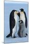 Antarctica, Weddel Sea, Atka Bay, Emperor Penguin Family-moodboard-Mounted Photographic Print