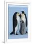 Antarctica, Weddel Sea, Atka Bay, Emperor Penguin Family-moodboard-Framed Photographic Print