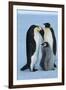 Antarctica, Weddel Sea, Atka Bay, Emperor Penguin Family-moodboard-Framed Photographic Print