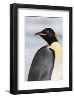 Antarctica, Weddell Sea, Snow Hill colony. Emperor penguin head close-up.-Cindy Miller Hopkins-Framed Photographic Print