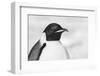 Antarctica, Weddell Sea, Snow Hill colony. Emperor penguin head close-up.-Cindy Miller Hopkins-Framed Photographic Print