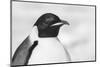 Antarctica, Weddell Sea, Snow Hill colony. Emperor penguin head close-up.-Cindy Miller Hopkins-Mounted Photographic Print