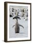 Antarctica, Weddell Sea, Snow Hill. Emperor penguin chick-Cindy Miller Hopkins-Framed Photographic Print