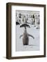 Antarctica, Weddell Sea, Snow Hill. Emperor penguin chick-Cindy Miller Hopkins-Framed Photographic Print