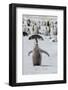 Antarctica, Weddell Sea, Snow Hill. Emperor penguin chick-Cindy Miller Hopkins-Framed Photographic Print