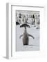 Antarctica, Weddell Sea, Snow Hill. Emperor penguin chick-Cindy Miller Hopkins-Framed Photographic Print