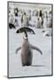 Antarctica, Weddell Sea, Snow Hill. Emperor penguin chick-Cindy Miller Hopkins-Mounted Photographic Print