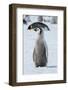 Antarctica, Weddell Sea, Snow Hill. Emperor penguin chick-Cindy Miller Hopkins-Framed Photographic Print