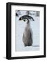 Antarctica, Weddell Sea, Snow Hill. Emperor penguin chick-Cindy Miller Hopkins-Framed Photographic Print