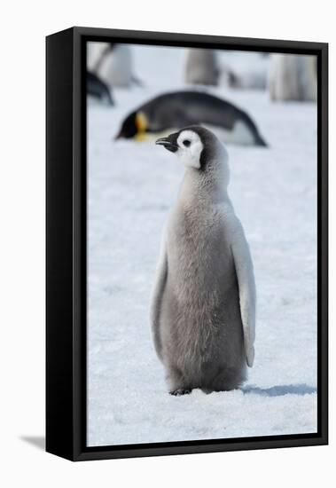 Antarctica, Weddell Sea, Snow Hill. Emperor penguin chick-Cindy Miller Hopkins-Framed Stretched Canvas