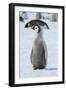 Antarctica, Weddell Sea, Snow Hill. Emperor penguin chick-Cindy Miller Hopkins-Framed Photographic Print