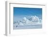 Antarctica, Weddell Sea, Snow Hill. Emperor penguin with iceberg in the distance.-Cindy Miller Hopkins-Framed Photographic Print