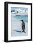 Antarctica, Weddell Sea, Snow Hill. Emperor penguin-Cindy Miller Hopkins-Framed Photographic Print