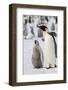 Antarctica, Weddell Sea, Snow Hill. Emperor penguins adult with chicks.-Cindy Miller Hopkins-Framed Photographic Print