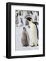 Antarctica, Weddell Sea, Snow Hill. Emperor penguins adult with chicks.-Cindy Miller Hopkins-Framed Photographic Print