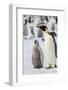 Antarctica, Weddell Sea, Snow Hill. Emperor penguins adult with chicks.-Cindy Miller Hopkins-Framed Photographic Print