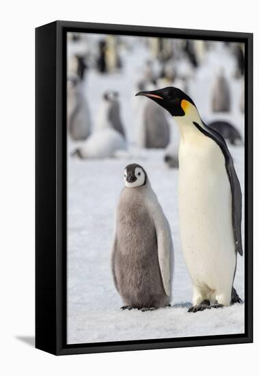 Antarctica, Weddell Sea, Snow Hill. Emperor penguins adult with chicks.-Cindy Miller Hopkins-Framed Stretched Canvas